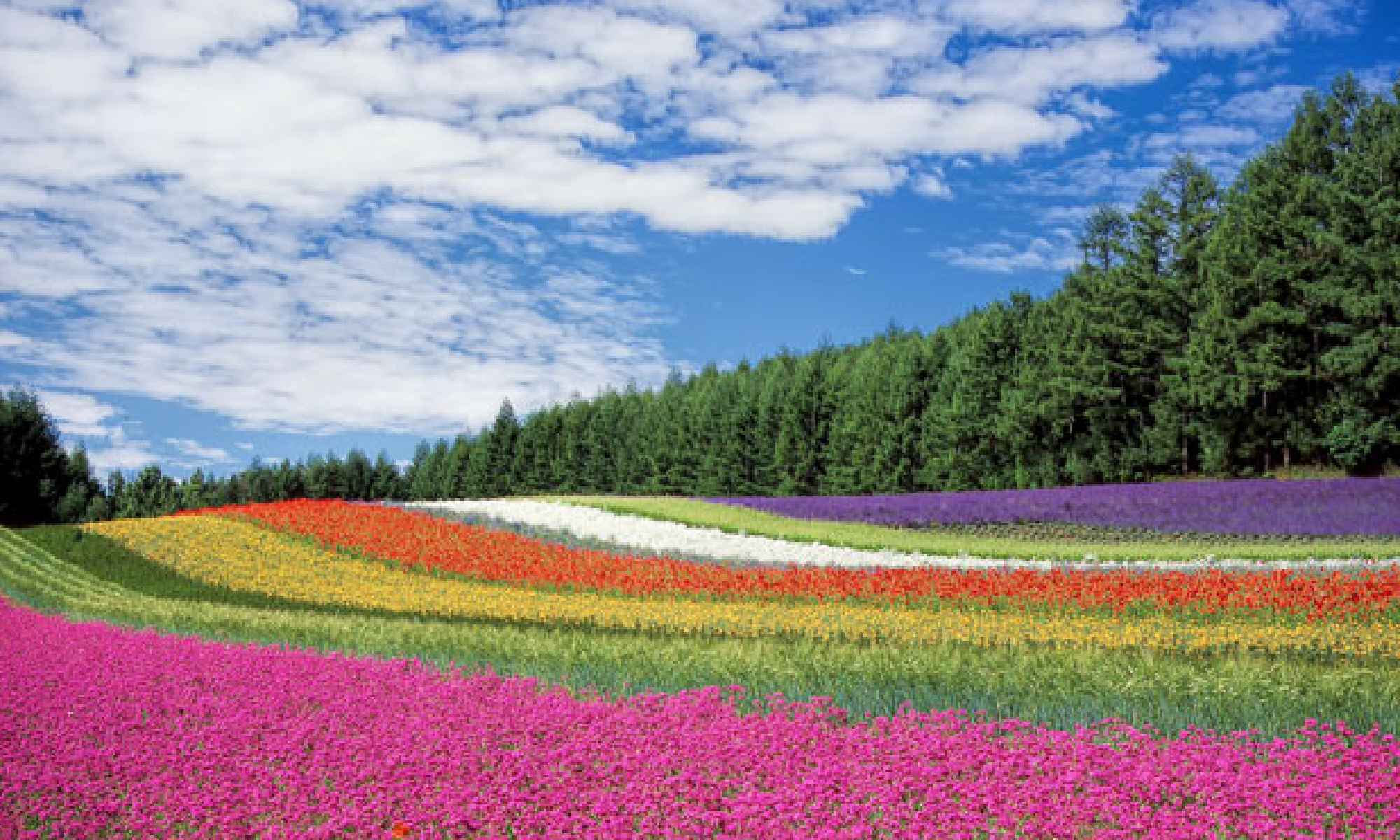 まさかの悪性リンパ腫になった仰天diary